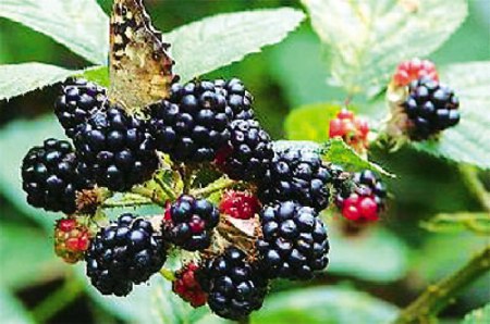 black-berries-vatomoura.jpg